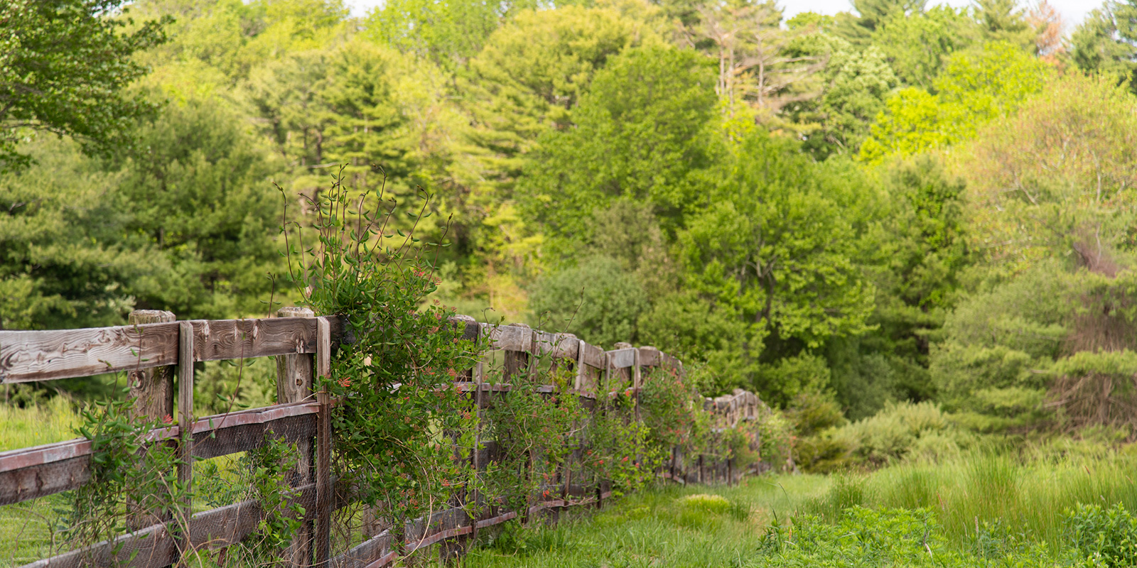 Bringing Nature to the People - Grace Farms & Mark Fowler — Destination:  Wildlife™