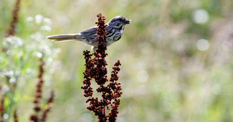 Bringing Nature to the People - Grace Farms & Mark Fowler — Destination:  Wildlife™