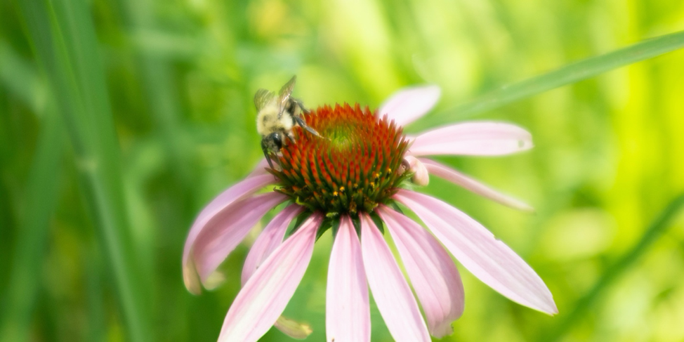 Bringing Nature to the People - Grace Farms & Mark Fowler — Destination:  Wildlife™