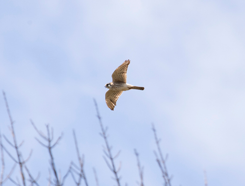 American Kestrel