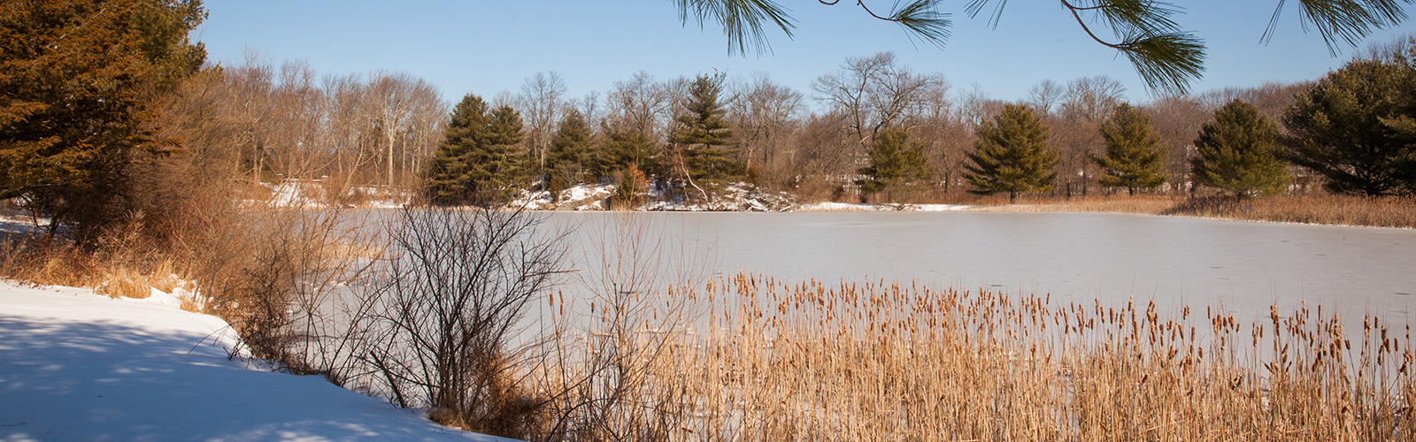 Grace Farms' Cattail Pond in Winter