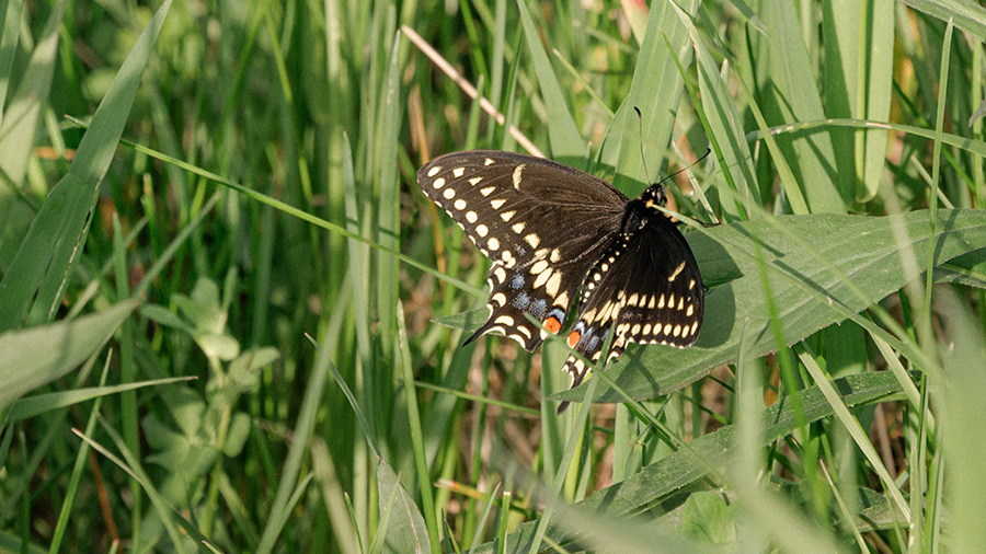 Butterflies in the grass at <span class=