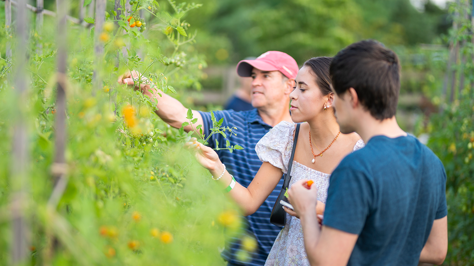 Tomato Loves Basil web