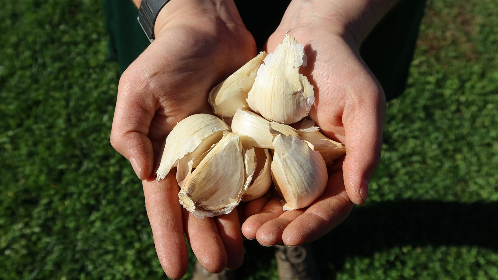 Garlic_web