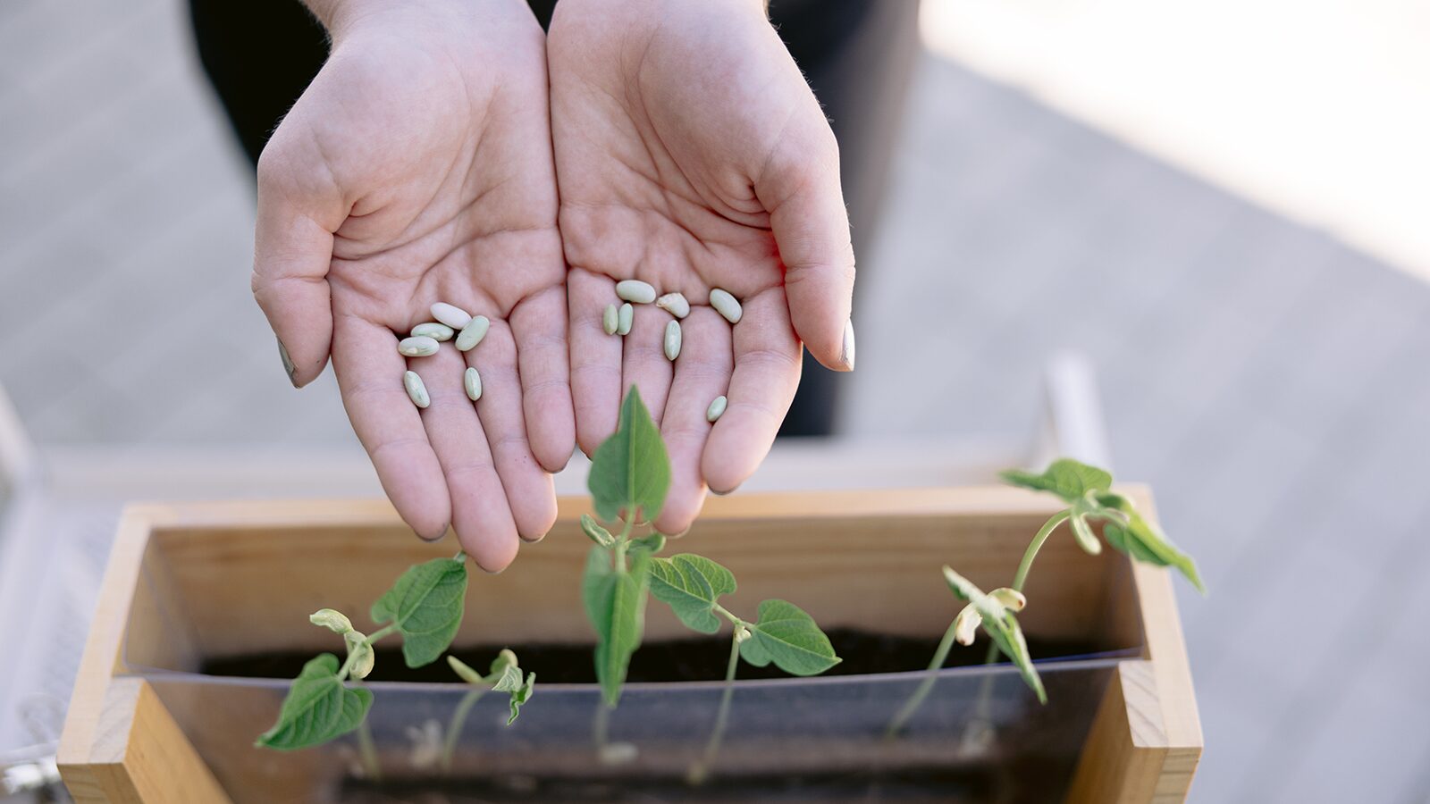 Seed Starting_JD_web